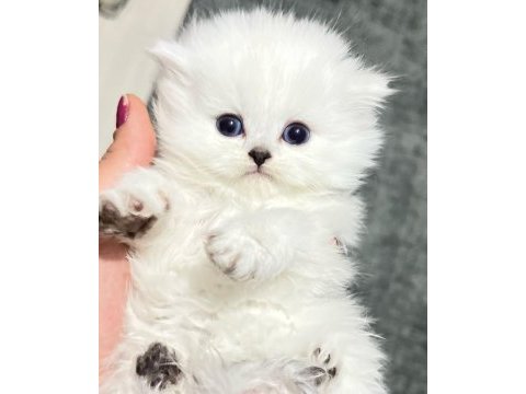 Koca kafa orijinal british shorthair yavrularım