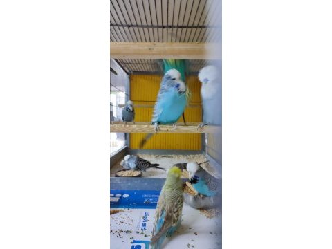 Şov jumbo muhabbet kuşu