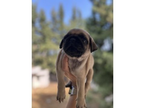 A kalite pug mops bebeğim
