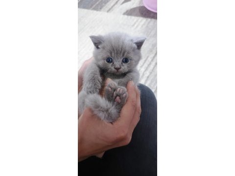 British longhair kediler 2 aylıklar