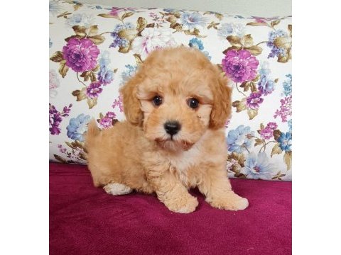 Sun kennels üretim çiftliğinden poodle bebekler