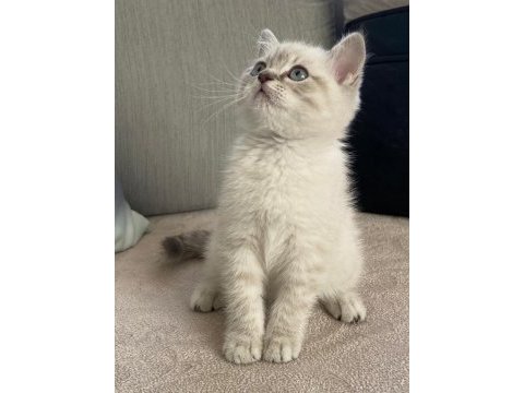 Yavru british shorthair kedisi