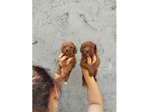 Maltipoo bebek yüzlü tatlılar