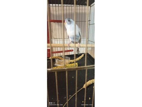 Yavru muhabbet kuşu