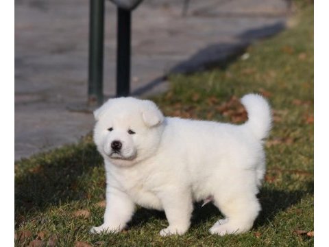 Amerikan akita yavruları