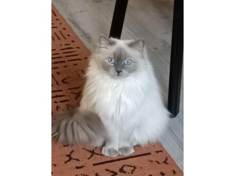 Ragdoll blue mitted secereli dişi
