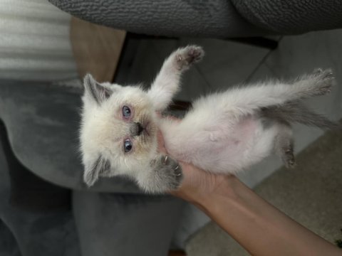 2 aylık dişi mavi gözlü kedimiz