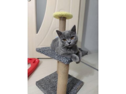 British shorthair 8 aylık