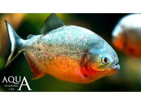 Pirana amazon