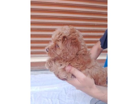 50 günlük erkek dişi maltipoo