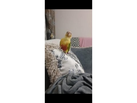 2 adet konur papağanı