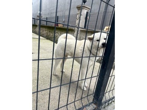 Akita 9 aylik erkek