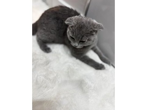 Çok oyuncu minnoş yavrularım