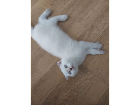Tek erkek yavru scottish fold