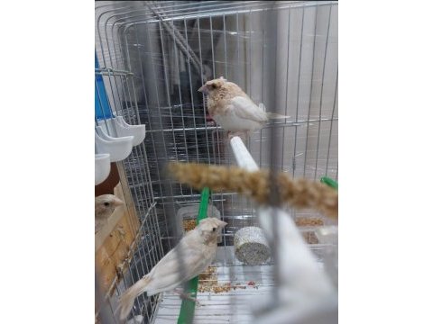 Tepeli bengal ispinozu 8 adet
