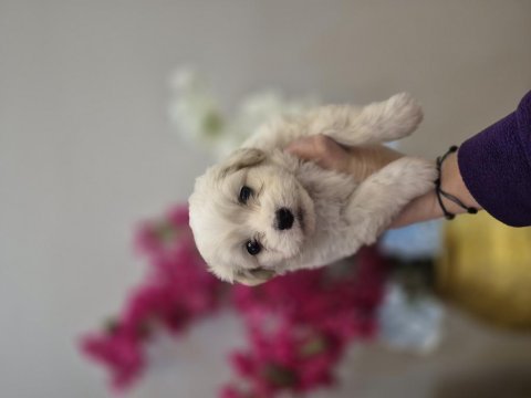 Maltese terrier yavrusu