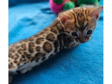 Bengal kittens wcf pedigre
