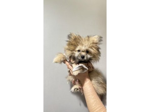 Ayıcık surat pomeranian boo