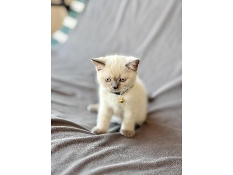 Scottish fold blue point