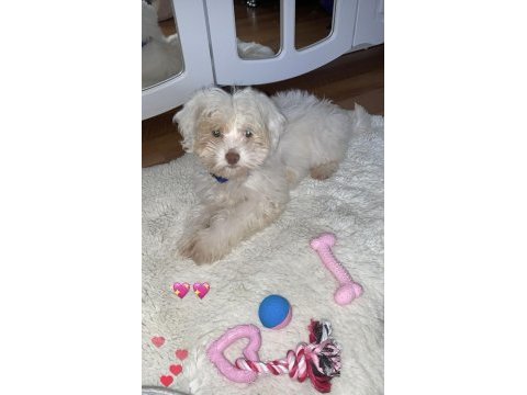 3 aylık maltipoo miya için yuva arıyoruz