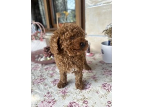 Toy poodle 2 aylık erkek aşılı tuvalet eğitimli