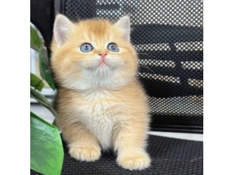 Özel rengi ve güzelliğiyle golden british shorthair ny12