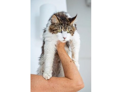 Dev maine coon şecereli erkek bicolor
