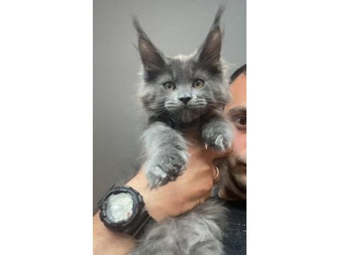 Xxxl kocaman erkek maine coon