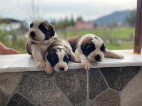 St bernard show kalite