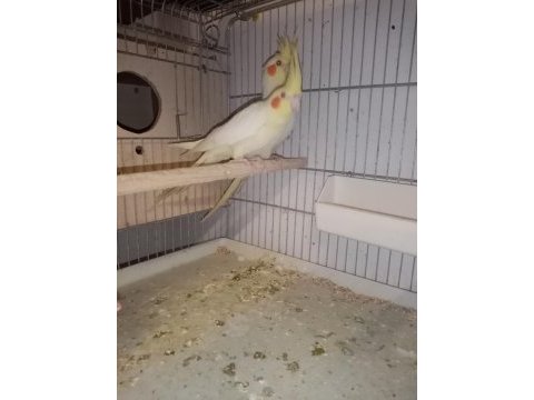 Lutino sultan papağanı takım