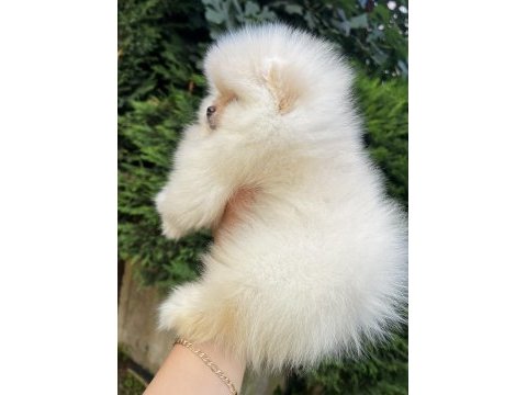 Ayı surat garantili teacup pomeranian boo bebeklerimiz
