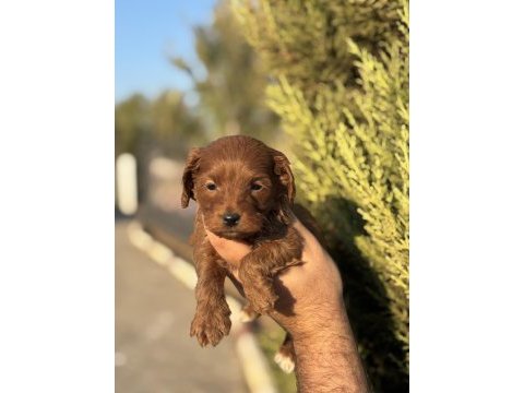 Yasal çiftlikten maltipoo yavrularımız