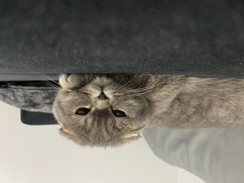 Kızıma yuva arıyorum scottish fold