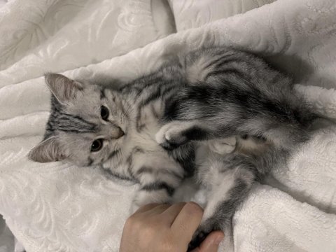 British shorthair 5 aylık erkek kedim