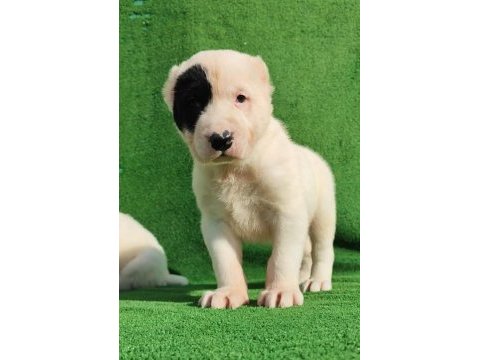 Alabai 1 erkek ve 1 dişi açıklamayı okuyun