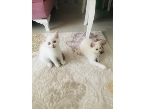 British shorthair yavrumuz sahiplendirilecek