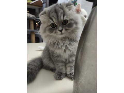 Dişi british longhair