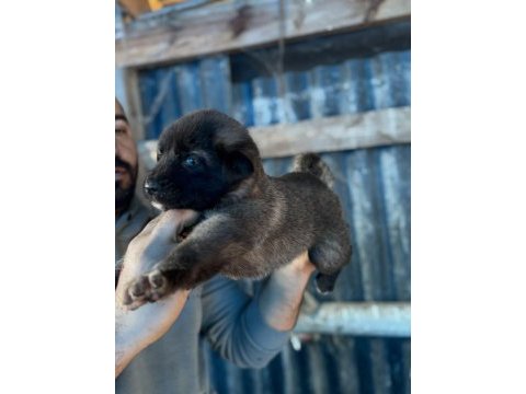 Kara boğa yavru köpekler için