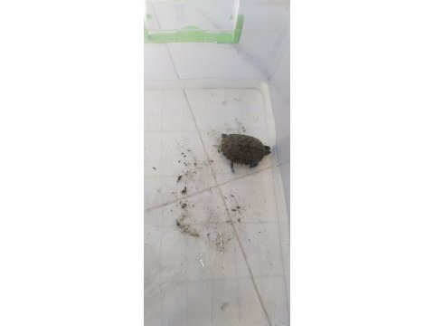 Bir adet su kaplumbağası