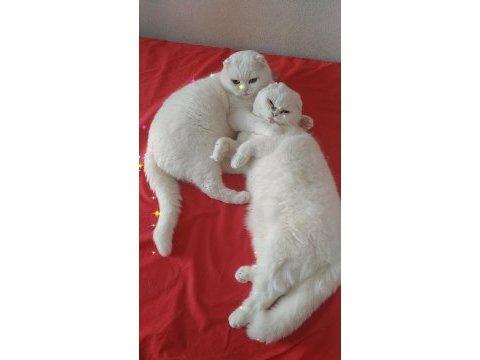 Güzel kızım yeni yuvasını bekliyor scottish fold