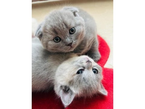 Scottish fold yavru sahiplendirme
