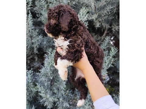 Lagotto romagnolo
