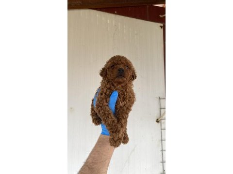 Red brown şecereli toy poodle yavrular