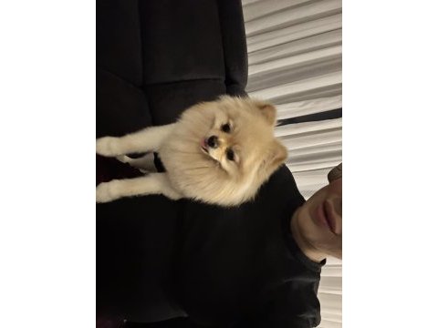Pomeranian en küçük boy erkek