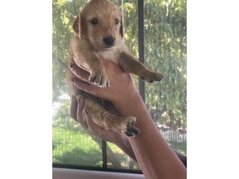 Safkan küt burun iri pati golden retriever yavrularımız