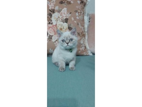 Güzel british shorthair kızım yeni ailesini arıyor