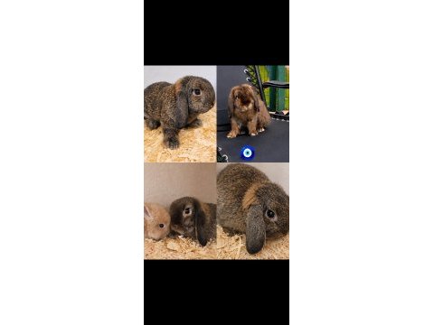 Mini lop tavşanı damızlıklar