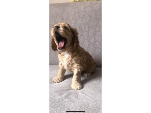 Cocker yavruları