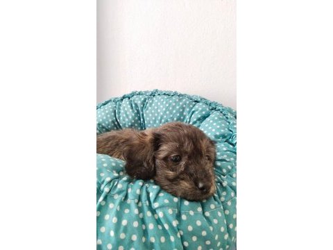 2 aylık maltipoo