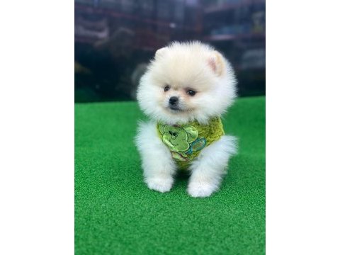 Pomeranian boo ve spitz (ayı surat ve tilki surat)